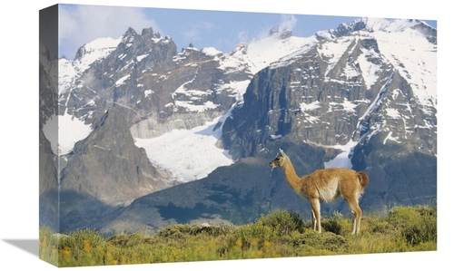 Global Gallery GCS-452312-1218-142 12 x 18 in. Guanaco Portrait Agains