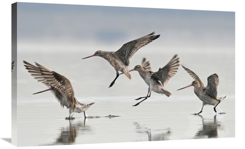 Global Gallery GCS-397470-36-142 36 in. Bar-Tailed Godwit Group Landin