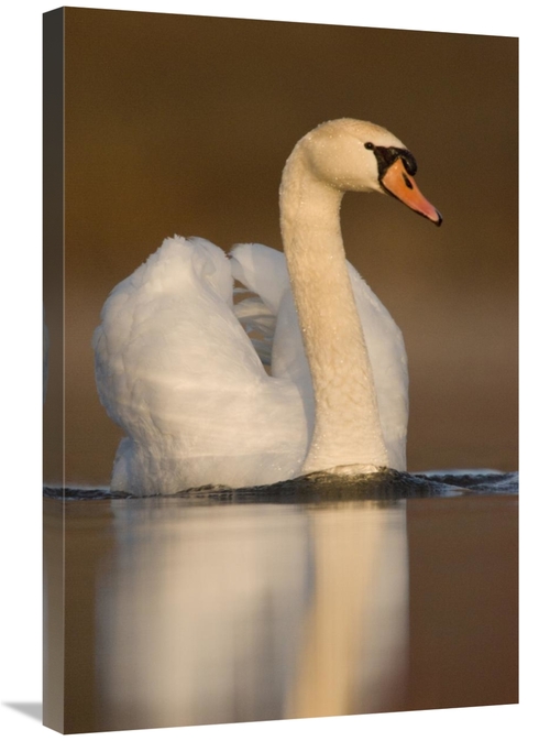 Global Gallery GCS-397381-2030-142 20 x 30 in. Mute Swan Swimming,