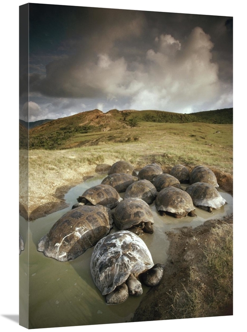 Global Gallery GCS-451055-2030-142 20 x 30 in. Galapagos Giant Tortois
