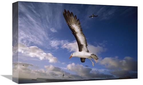 12 x 18 in. Campbell Albatross Juvenile Flying, North Cape, Ca