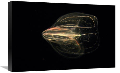 Global Gallery GCS-453557-1624-142 16 x 24 in. Comb Jelly Exhibiting B