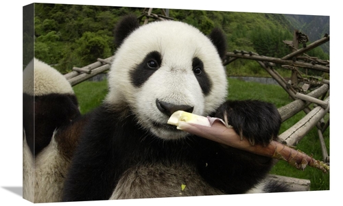 Global Gallery GCS-395888-1624-142 16 x 24 in. Young Panda Learning to