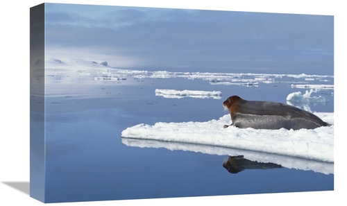 Global Gallery GCS-397840-1218-142 12 x 18 in. Bearded Seal Resting on