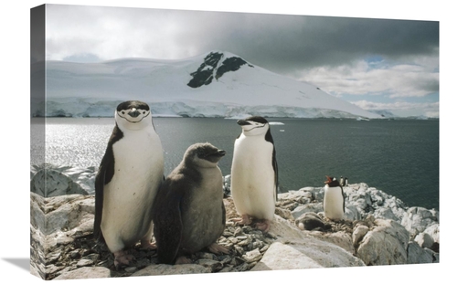 Global Gallery GCS-451289-1624-142 16 x 24 in. Chinstrap Penguin Paren