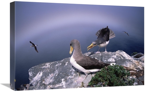 Global Gallery GCS-451780-1624-142 16 x 24 in. Chatham Albatross Pair 