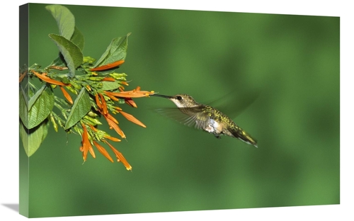 Global Gallery GCS-453319-2030-142 20 x 30 in. Black-Chinned Hummingbi