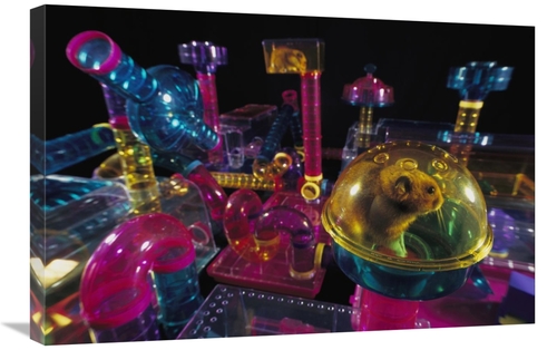 Global Gallery GCS-453381-2030-142 20 x 30 in. Golden Hamster in Its P