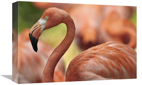 Global Gallery GCS-396212-1218-142 12 x 18 in. Greater Flamingo, J