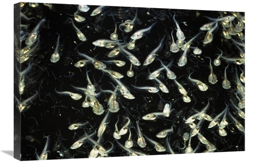 Global Gallery GCS-453369-2030-142 20 x 30 in. African Clawed Frog Tad