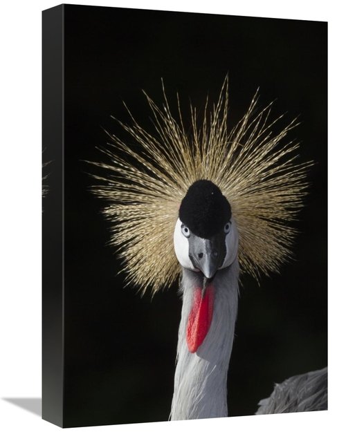 Global Gallery GCS-398141-1218-142 12 x 18 in. Grey Crowned Crane,