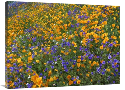 Global Gallery GCS-396879-3040-142 30 x 40 in. California Poppy & Dese