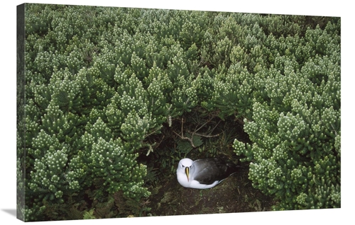 Global Gallery GCS-451790-2436-142 24 x 36 in. Yellow-Nosed Albatross 