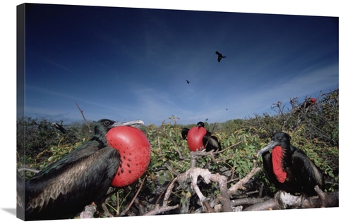 Global Gallery GCS-451512-2436-142 24 x 36 in. Great Frigatebird Males