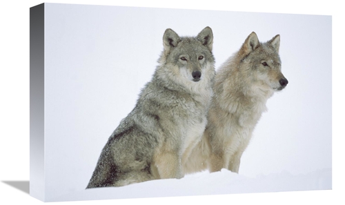 Global Gallery GCS-452039-1218-142 12 x 18 in. Timber Wolf Portrait of