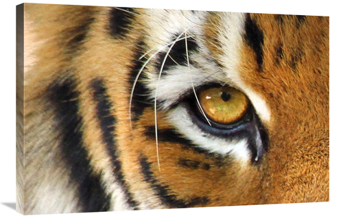 Global Gallery GCS-486631-36-142 36 in. Tiger Eye Art Print - Vic Sche