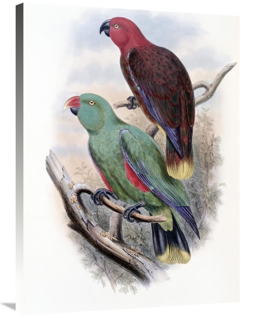 Global Gallery GCS-277786-36-142 36 in. Riedels Parrot Art Print - Joh