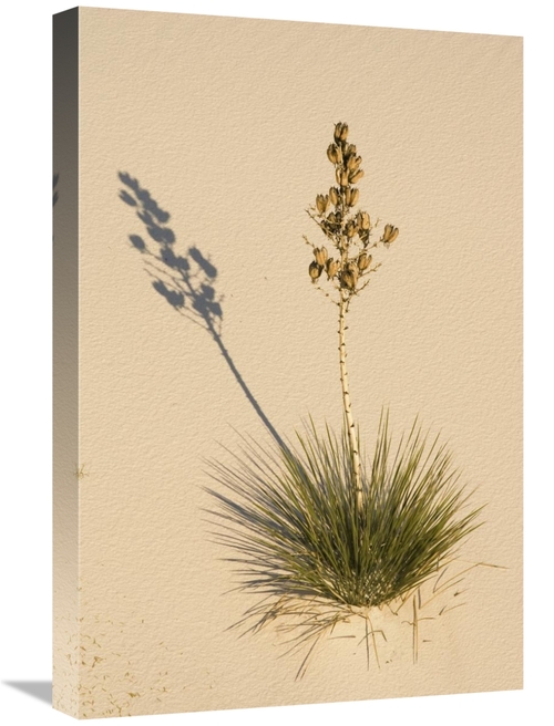 Global Gallery GCS-452611-1624-142 16 x 24 in. Soaptree Yucca in Gypsu