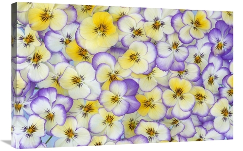 Global Gallery GCS-398293-2436-142 24 x 36 in. Violet Flowers in White