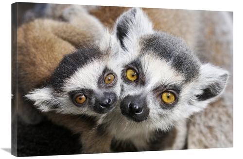 Global Gallery GCS-395688-2436-142 24 x 36 in. Ring-Tailed Lemur, 