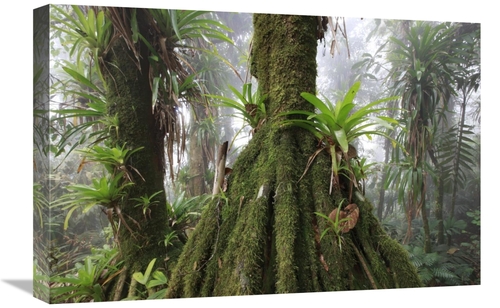 Global Gallery  16 x 24 in. Bromeliad & Tree Fern At 1600 Meters Altit