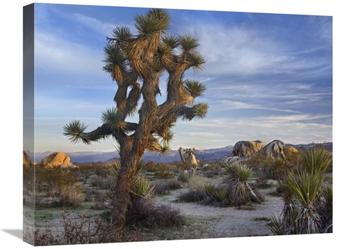 Global Gallery GCS-396325-1824-142 18 x 24 in. Joshua Tree, Joshua
