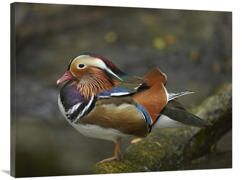 Global Gallery GCS-396257-3040-142 30 x 40 in. Mandarin Duck Male,