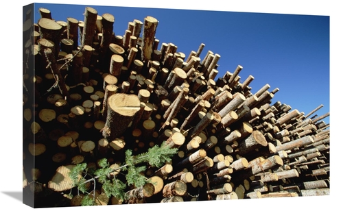 Global Gallery GCS-398505-1624-142 16 x 24 in. Pile of Harvested Pine 