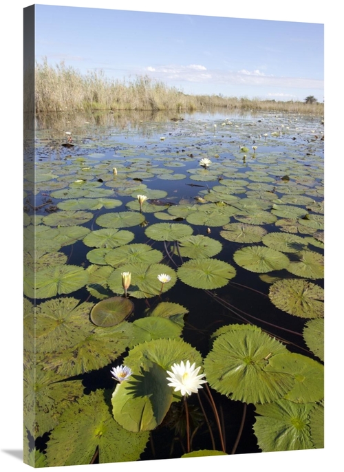 Global Gallery GCS-395405-2436-142 24 x 36 in. Water Lily Flowering&#4