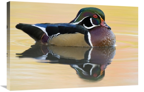 Global Gallery GCS-397405-2436-142 24 x 36 in. Wood Duck Male in Breed