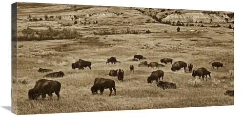 Global Gallery GCS-459569-1836-142 18 x 36 in. American Bison Herd Gra