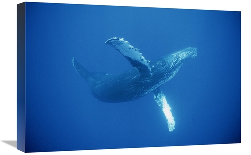 Global Gallery GCS-450794-1624-142 16 x 24 in. Humpback Whale Friendly