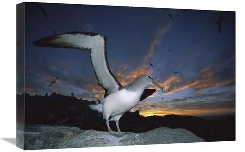 Global Gallery GCS-451683-1624-142 16 x 24 in. Salvins Albatrosses Ret