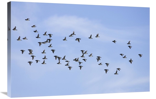 Global Gallery GCS-452702-2436-142 24 x 36 in. Little Auk Flock Flying
