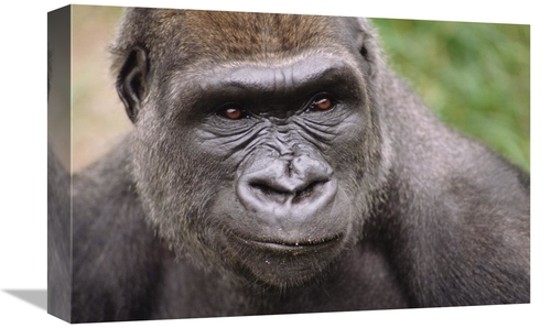 Global Gallery GCS-452766-1218-142 12 x 18 in. Western Lowland Gorilla