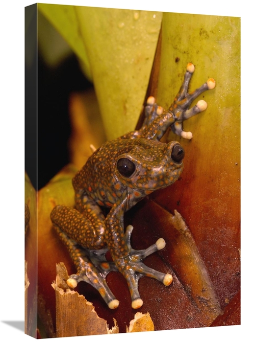 Global Gallery GCS-453177-1624-142 16 x 24 in. Strawberry Tree Frog Ma