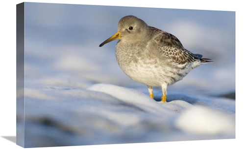 Global Gallery GCS-398231-1624-142 16 x 24 in. Purple Sandpiper Standi