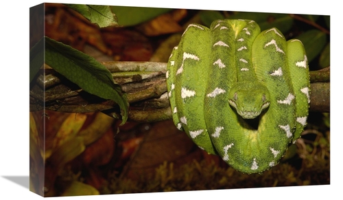 Global Gallery GCS-453187-1218-142 12 x 18 in. Emerald Tree Boa Coiled