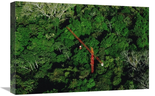 Global Gallery GCS-450705-1624-142 16 x 24 in. Rainforest Canopy Resea