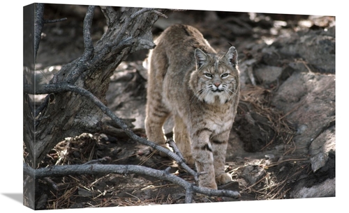 Global Gallery GCS-451957-1624-142 16 x 24 in. Bobcat Adult Portrait&#