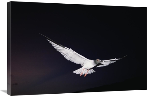 Global Gallery GCS-451522-2436-142 24 x 36 in. Swallow-Tailed Gull Dep
