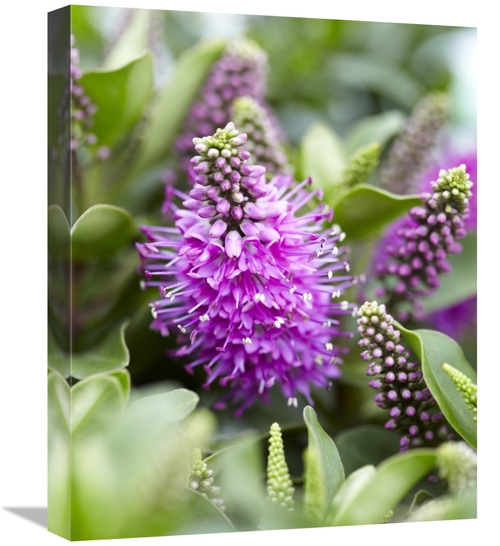 Global Gallery GCS-398351-1620-142 16 x 20 in. Hebe Dona Diana Variety