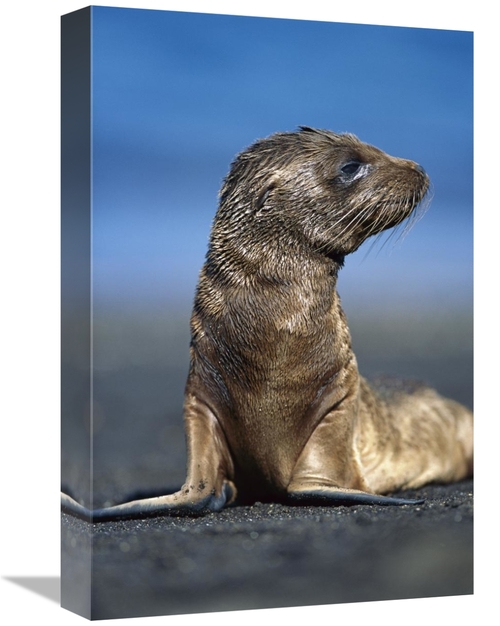 Global Gallery GCS-451238-1218-142 12 x 18 in. Galapagos Sea Lion Pup 