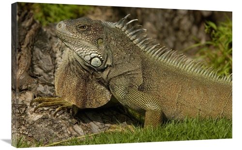 Global Gallery GCS-453068-2436-142 24 x 36 in. Green Iguana Side VIew&