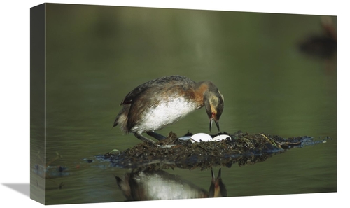 Global Gallery GCS-451895-1218-142 12 x 18 in. Horned Grebe Adult on F