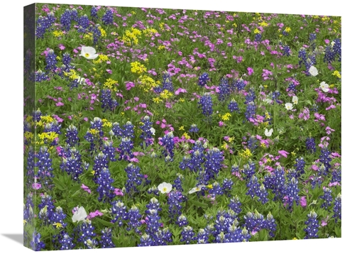 Global Gallery GCS-395957-1824-142 18 x 24 in. Sand Bluebonnet Flowers