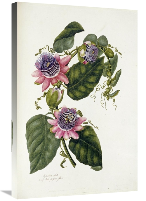Global Gallery GCS-268231-30-142 30 in. Passion Flowers Art Print - Ma