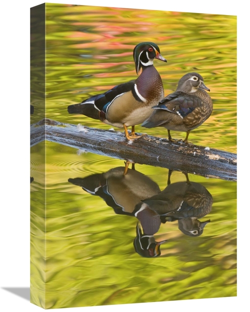 Global Gallery GCS-397337-1218-142 12 x 18 in. Wood Duck Pair, Nor