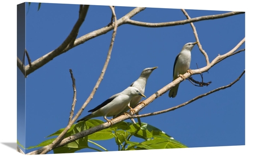 Global Gallery GCS-453649-1624-142 16 x 24 in. White-Headed Starling G