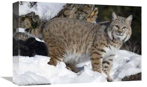 Global Gallery GCS-395397-1218-142 12 x 18 in. Bobcat in the Snow,